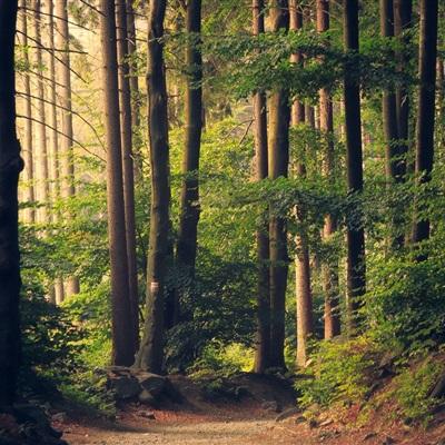 火狐电竞app下载